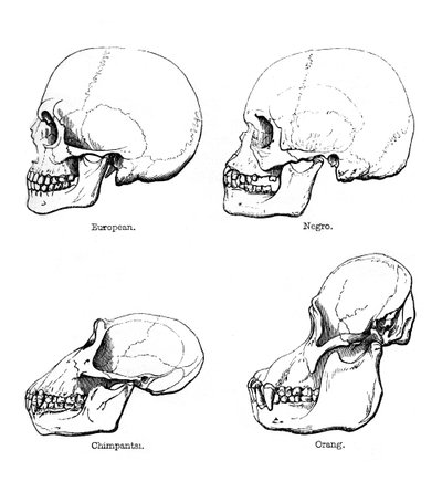 Vista laterale del cranio o profilo da Unbekannt