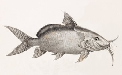 Le Pimedlode Guemel (dettaglio) da Unbekannt