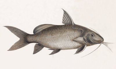 Il Pimelode Scheilan (dettaglio) da Unbekannt