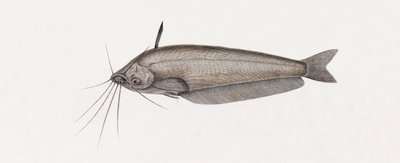 Il Siluro Oudnei (dettaglio) da Unbekannt