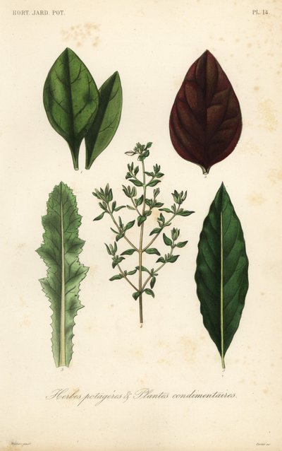 Verdure a foglia e erbe aromatiche da Unbekannt