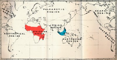 Lemuroidea - II. Mappa, Distribuzione di Tarsiidae Blu e Galaginae Rosso, 1897 da Unbekannt