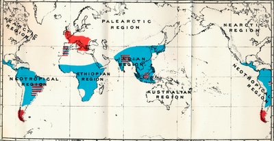 Lemuroidea - IV. Mappa, che mostra la distribuzione degli Antropoidi viventi blu e fossili rossi, 1897 da Unbekannt
