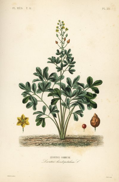 Leontice, Leontice leontopetalum da Unbekannt