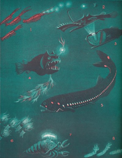 Vita a mezzo miglio sotto la superficie del mare, 1935 da Unbekannt
