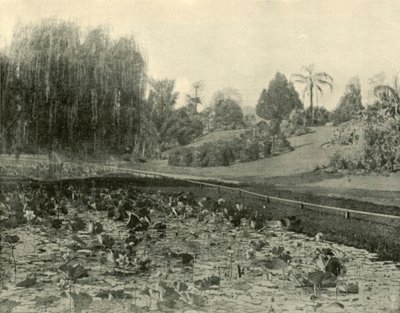 Stagno di ninfee, Giardini Botanici di Brisbane, 1901 da Unbekannt