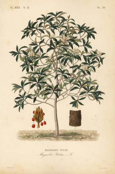 Magnolia yulan da Unbekannt