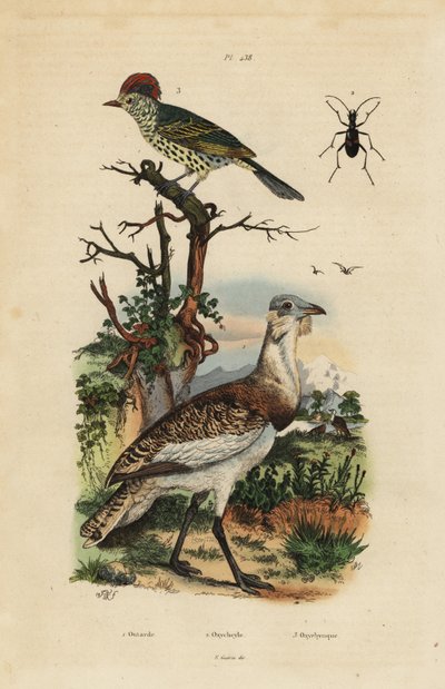 Otarda bruna minore, Eupodotis humilis, e beccolungo, Oxyruncus cristatus da Unbekannt