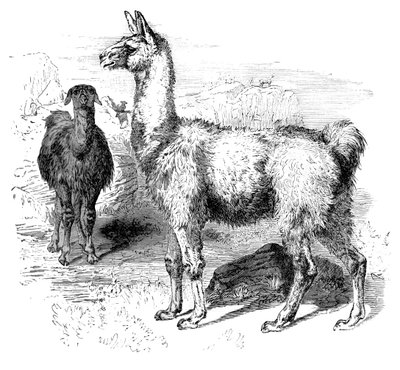 Llama da Unbekannt