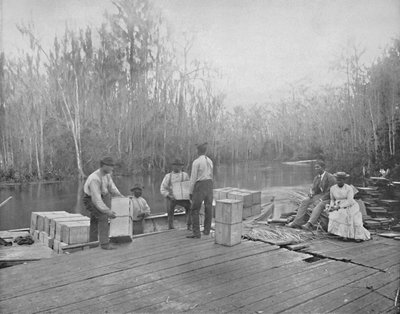 Caricamento delle Arance sul Fiume Ocklawaha, Florida da Unbekannt