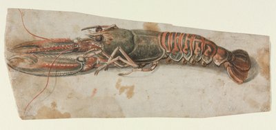 Aragosta da Unbekannt