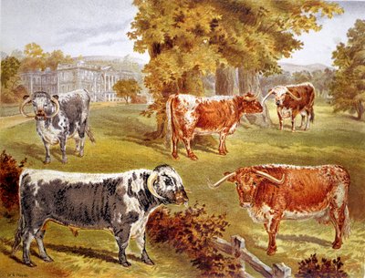 Bovini Longhorn di proprietà di Sir John Harpur-Crewe, Calke Abbey, 1885 da Unbekannt