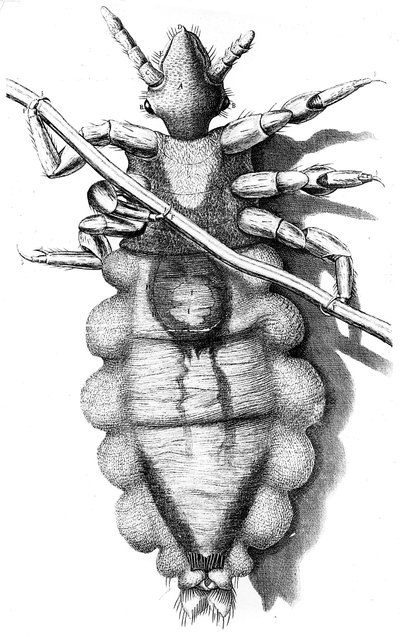 Pidocchio aggrappato a un capello umano, 1665 da Unbekannt