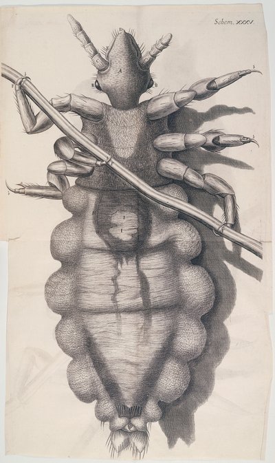 Pidocchio aggrappato a un capello umano in Micrographia di Hooke, 1665 da Unbekannt