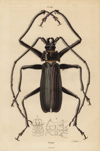 Coleottero Macrotoma hayesii da Unbekannt