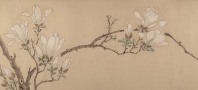 Magnolia, datato 1549 da Unbekannt
