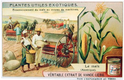 Mais, c. 1900 da Unbekannt