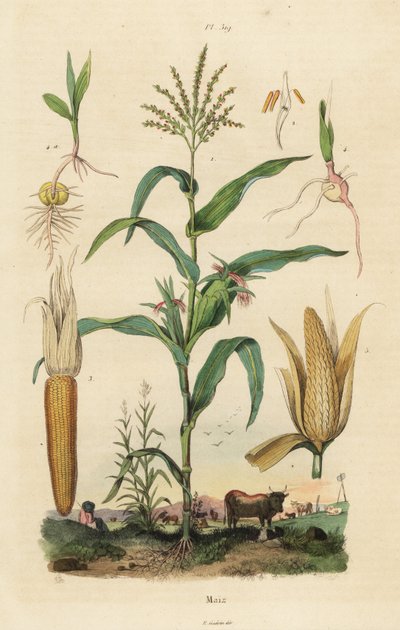 Mais o granturco, Zea mays da Unbekannt