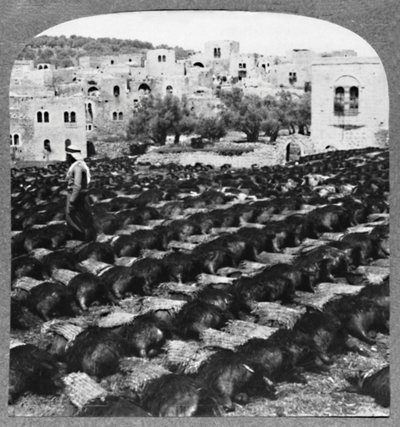 Produzione di Bottiglie di Vino, Hebron, c1900 da Unbekannt