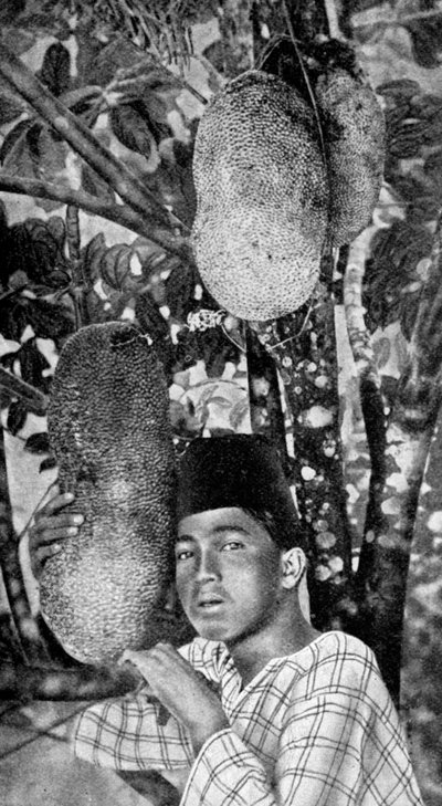 Raccolta di jackfruit in Malesia, 1922 da Unbekannt