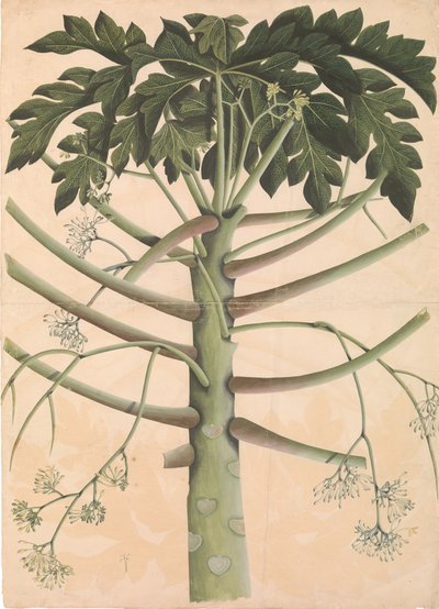 Albero di papaya maschio da Unbekannt
