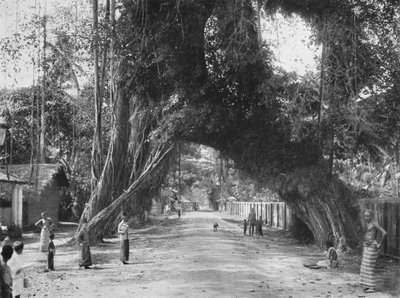 Vecchio fico pittoresco Ficus indica sulla strada Clombo-Galle presso Kalutara, 1926 da Unbekannt