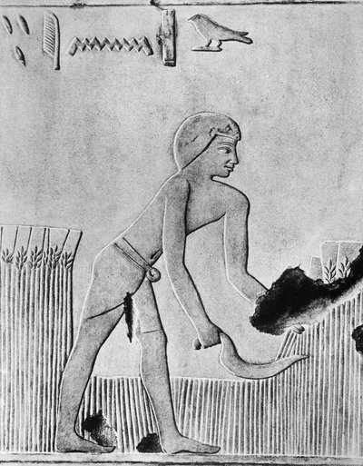 Uomo che miete orzo con una falce, probabilmente di legno con selce, Antico Egitto, c240 a.C. da Unbekannt