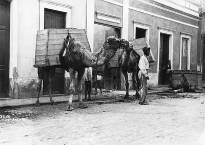 Uomo con cammelli, Las Palmas, Gran Canaria, Isole Canarie, Spagna, c. 1920-1930 da Unbekannt