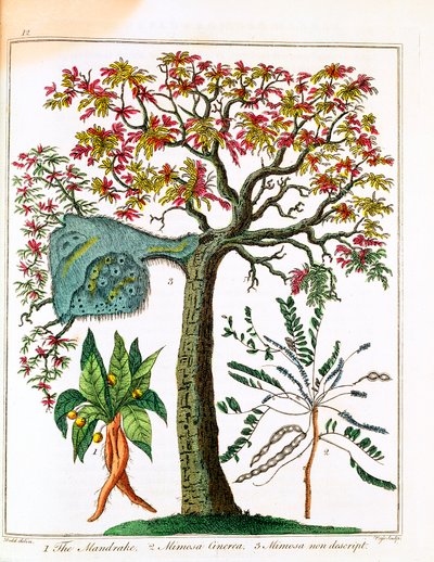 Mandragora, pianta sensitiva e acacia, c. 1795 da Unbekannt