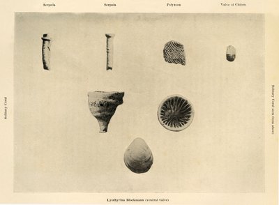 Organismi marini, ingrandimento 1 12, c1908 da Unbekannt