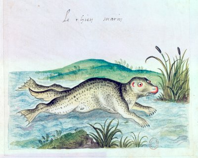 Cane marino, XVI secolo da Unbekannt