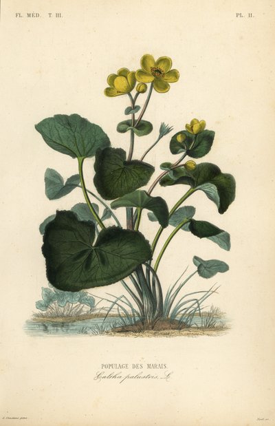 Calta palustre da Unbekannt
