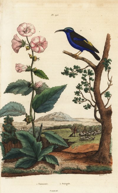 Altea, Althaea officinalis 1, e miele viola, Cyanerpes caeruleus 2 da Unbekannt