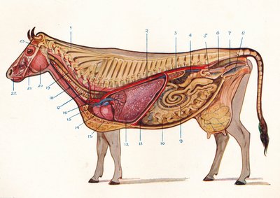 Sezione mediana di una mucca, che mostra organi di circolazione e respirazione, ecc., c1905 c1910 da Unbekannt