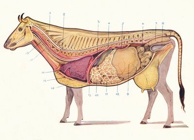 Sezione mediana di una mucca, mostrando i principali organi della digestione, ecc., c1905 c1910 da Unbekannt