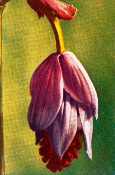 Medinilla, c1928 da Unbekannt