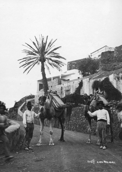 Uomini con cammelli, Las Palmas, Gran Canaria, Isole Canarie, Spagna, c. 1920-30 da Unbekannt