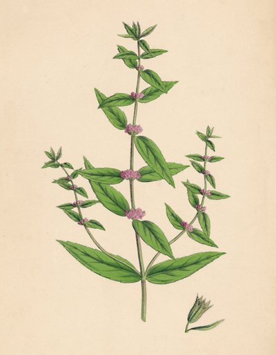 Mentha gracilis, var. genuina. Menta Slanciata, XIX secolo da Unbekannt