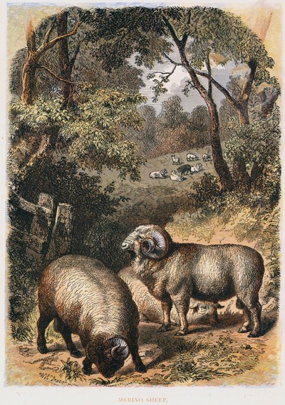 Pecore Merino, c1860 da Unbekannt