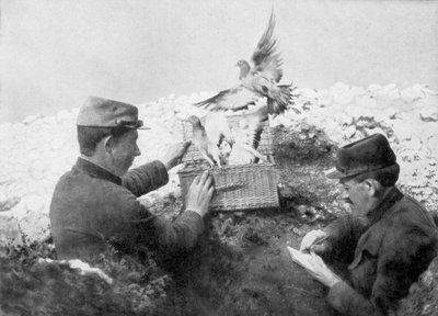 Piccioni viaggiatori rilasciati in prima linea, Prima Guerra Mondiale, 1915 da Unbekannt