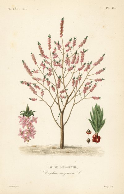 Mezereon o alloro spinoso, Daphne mezereum, Daphne bois-gentil da Unbekannt