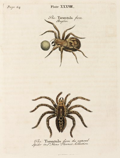 Microscopia da Unbekannt