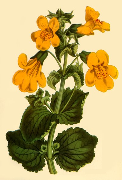 Fiore di scimmia, 1812, 1944 da Unbekannt
