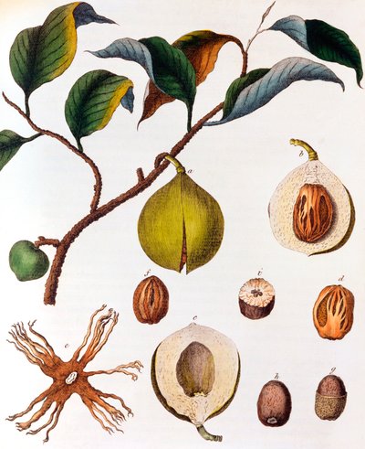 Myrsitica fragrans - Noce Moscata da Unbekannt