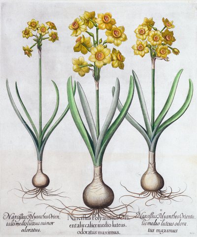 Narciso, 1613 da Unbekannt