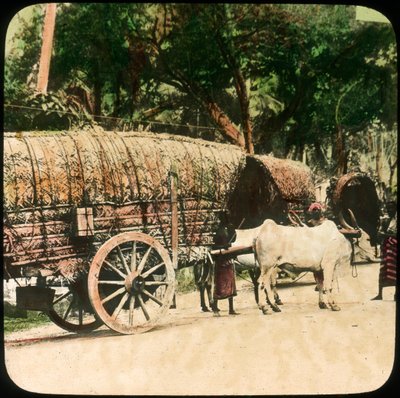 Carro trainato da buoi nativo, Ceylon, fine XIX o inizio XX secolo da Unbekannt
