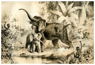 Nativi che cacciano un elefante, 1883 da Unbekannt