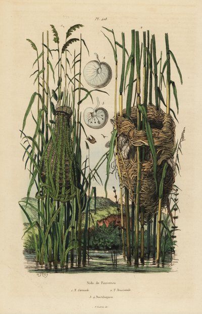 Nidi del beccamoschino striato, Cisticola juncidis, e cannaiola, Acrocephalus scirpaceus da Unbekannt