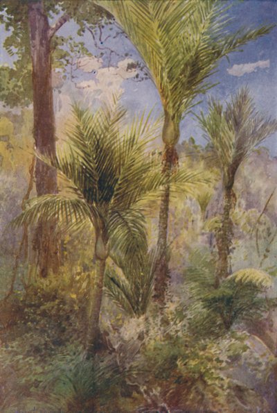 Foresta della Nuova Zelanda, 1924 da Unbekannt