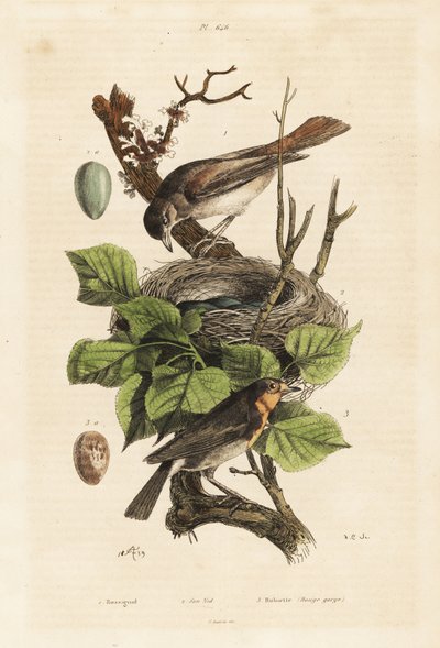 Usignolo, nido e uovo, Luscinia megarhynchos, e pettirosso europeo, uovo, Erithacus rubecula da Unbekannt